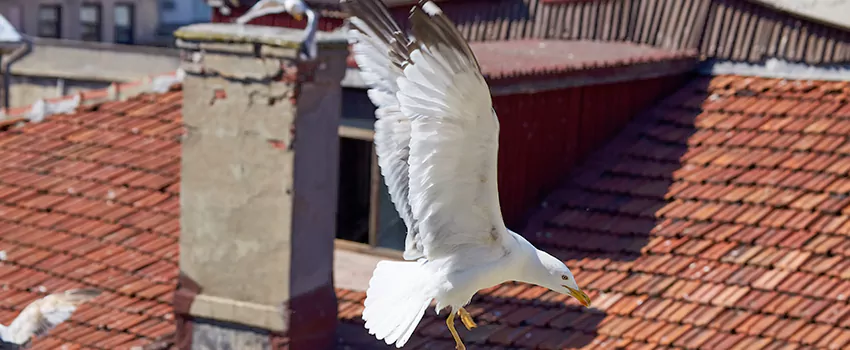 Residential Chimney Animal Removal Solution in Parole, MD