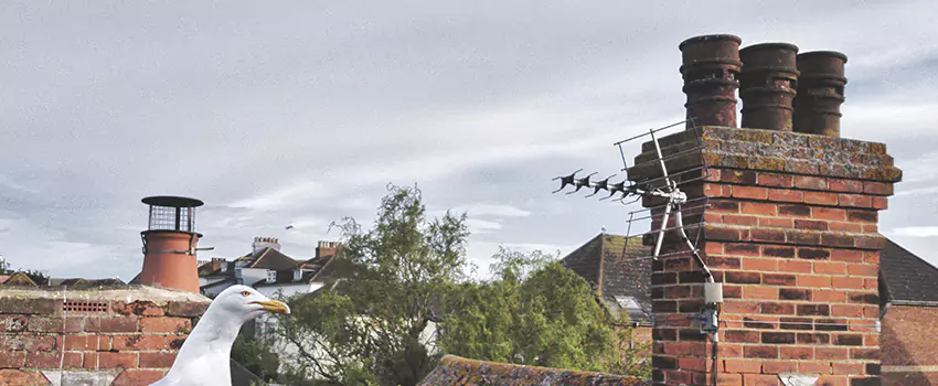 Chimney Cleaning And Restoration in Parole, Maryland